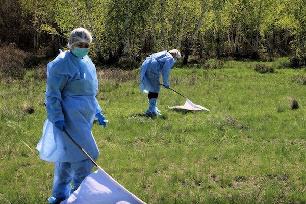 Осмотр садовых растений позволяет выявить имеющиеся проблемы и типы вредителей, присутствующих на участке